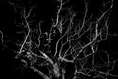 Black and White Tree